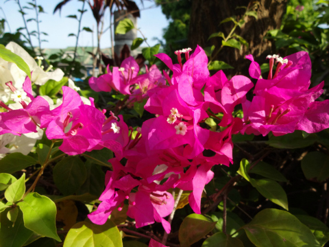 qx10_sample_4