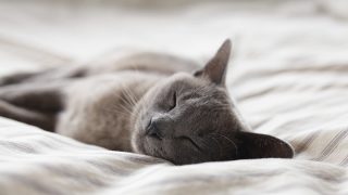 Best Apps for Better Sleep (Android and iOS)