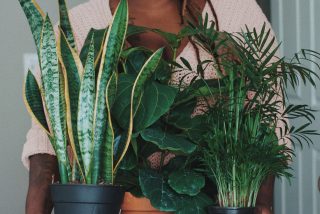 Top 10 Houseplants For Your Working Area