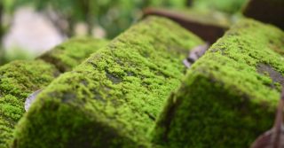 Researchers found a way to power ARM processor using algae