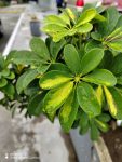 Honor 70 Review 10